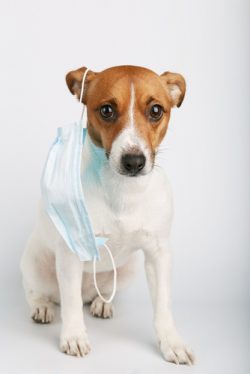 Jack,Russell,Or,Small,Dog,Breeds,Sitting,On,White,Background