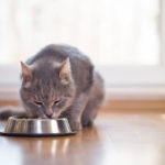 Beautiful,Tabby,Cat,Sitting,Next,To,A,Food,Bowl,,Placed