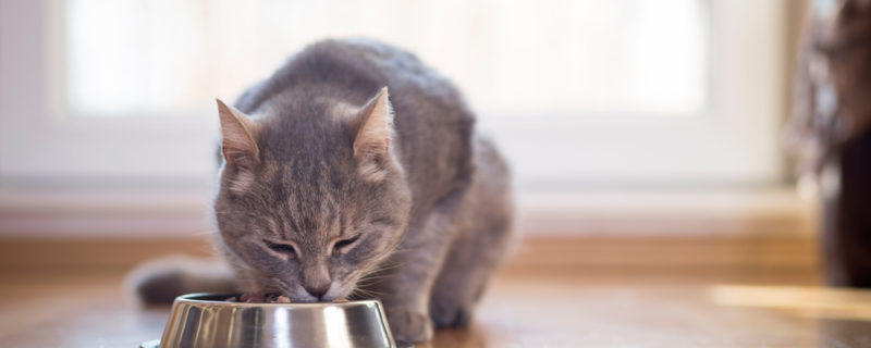 Beautiful,Tabby,Cat,Sitting,Next,To,A,Food,Bowl,,Placed