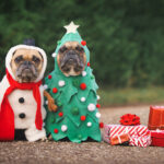 Dogs,In,Christmas,Costumes.,Two,French,Bulldogs,Dresses,Up,As