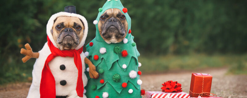 Dogs,In,Christmas,Costumes.,Two,French,Bulldogs,Dresses,Up,As