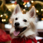 A,Happy,Eskimo,Spitz,Female,Dog,In,Front,Of,The