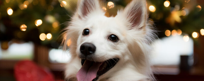 A,Happy,Eskimo,Spitz,Female,Dog,In,Front,Of,The