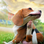 Beagle,Dog,Scratching,Body,On,Green,Grass,Outdoor,In,The