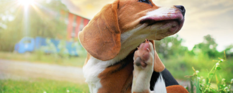 Beagle,Dog,Scratching,Body,On,Green,Grass,Outdoor,In,The