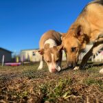 Two,Beautiful,Golden,Dogs,Sniff,Together,In,The,Fall,Grass