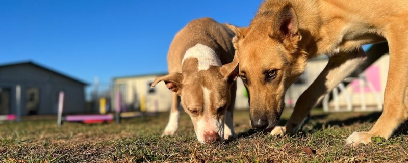 Two,Beautiful,Golden,Dogs,Sniff,Together,In,The,Fall,Grass