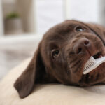 Cute,Labrador,Retriever,With,Toothbrush,Indoors.,Pet,Care