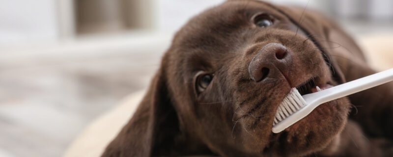 Cute,Labrador,Retriever,With,Toothbrush,Indoors.,Pet,Care