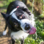 Border,Collie,Drinking,Water,From,The,Fountain