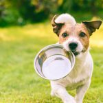 Hungry,Or,Thirsty,Dog,Fetches,Metal,Bowl,To,Get,Feed