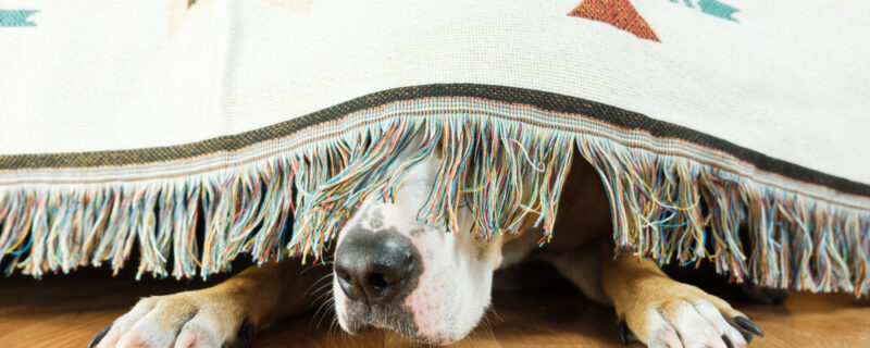 The,Dog,Is,Hiding,Under,The,Sofa,And,Afraid,To