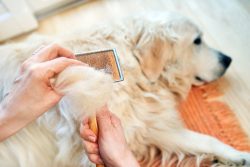 Woman,Combs,Old,Golden,Retriever,Dog,With,A,Metal,Grooming