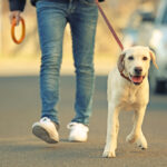 Owner,And,Labrador,Dog,Walking,In,City,On,Unfocused,Background