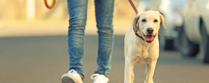Owner,And,Labrador,Dog,Walking,In,City,On,Unfocused,Background