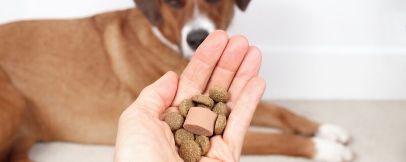 Dog,Dewormer,With,Food,In,Hand,Of,Veterinarian,Or,Owner