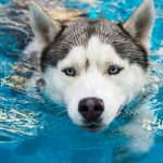 Dog,Swims,In,The,Pool,In,The,Summer.,Siberian,Husky.