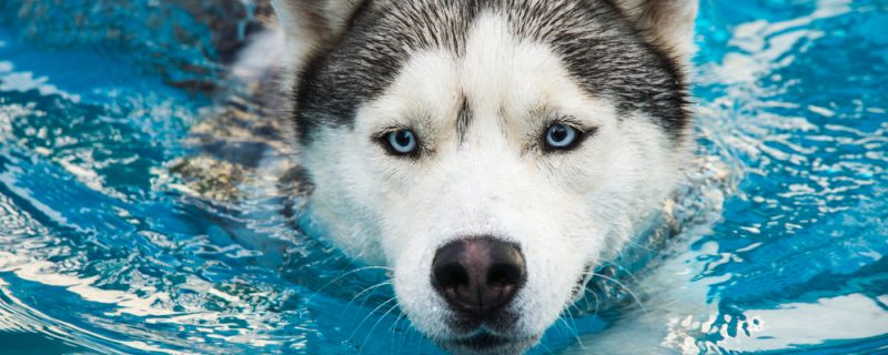 Dog,Swims,In,The,Pool,In,The,Summer.,Siberian,Husky.