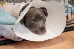 Puppy,Has,Fallen,Asleep,In,Her,Cone,After,Surgery