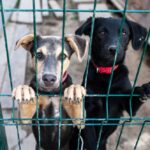 Dog,In,Animal,Shelter,Waiting,For,Adoption.,Portrait,Of,Red