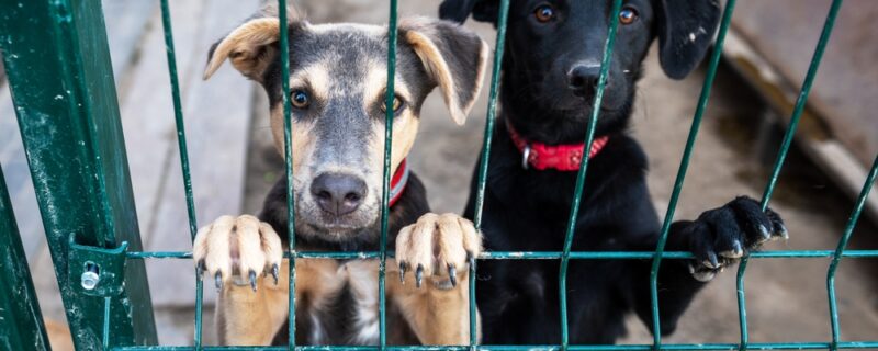 Dog,In,Animal,Shelter,Waiting,For,Adoption.,Portrait,Of,Red
