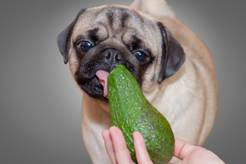 Cute,Dog,Pug,Girl,Chewing,Avocado.,The,Concept,Of,Healthy