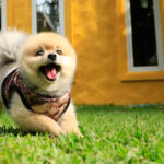 Happy,Pomeranian,Dog,Playing,At,The,Garden