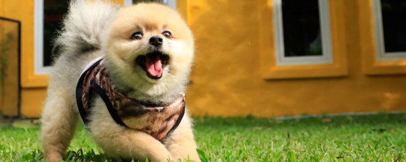 Happy,Pomeranian,Dog,Playing,At,The,Garden