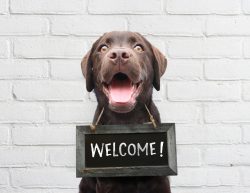 Happy,Dog,With,Chalkboard,With,Welcome,Text,Says,Hello,Welcome