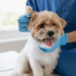 Veterinary,Doctor,And,Assistant,Working,Together,Examining,Dog,On,Table