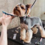 Process,Of,Final,Shearing,Of,A,Dog's,Hair,With,Scissors.