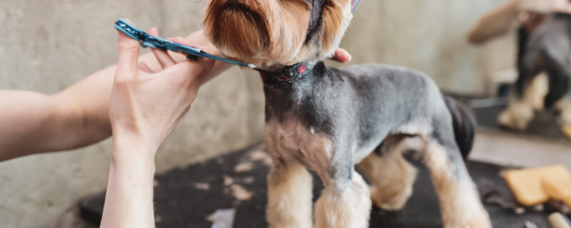 Process,Of,Final,Shearing,Of,A,Dog's,Hair,With,Scissors.