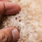 Closeup,Of,Mite,And,Fleas,Infected,On,Dog,Fur,,Sucking