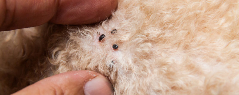 Closeup,Of,Mite,And,Fleas,Infected,On,Dog,Fur,,Sucking