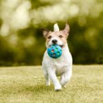 Happy,Dog,Playing,With,A,Pet,Toy,Ball,Training,To