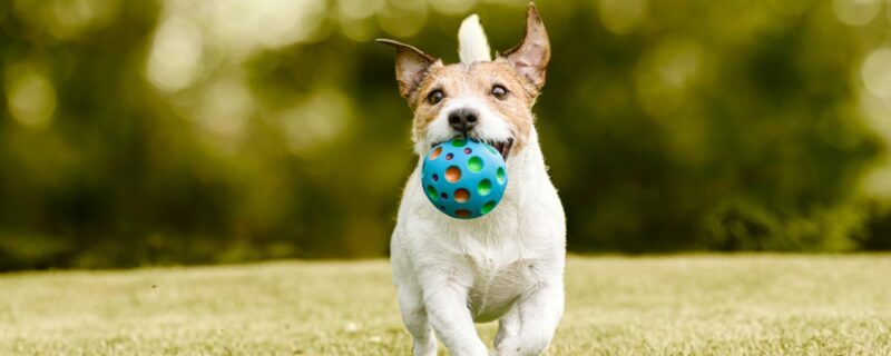 Happy,Dog,Playing,With,A,Pet,Toy,Ball,Training,To