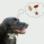 Dog,Considering,Disease,Risk,From,Ticks,,Fleas.,Nb,My,Dog!