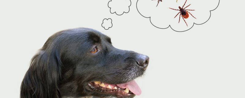 Dog,Considering,Disease,Risk,From,Ticks,,Fleas.,Nb,My,Dog!