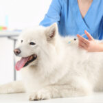 Veterinarian,Giving,Injection,To,Dog,In,Clinic