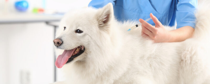 Veterinarian,Giving,Injection,To,Dog,In,Clinic