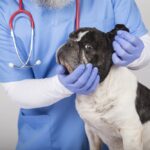 A,Veterinarian,Checking,The,Ears,Of,The,Adorable,French,Bulldog