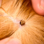 The,Mite,Bites,A,Reddish,Dog