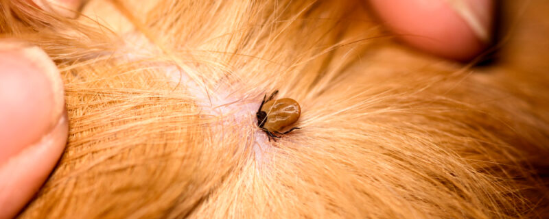 The,Mite,Bites,A,Reddish,Dog