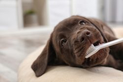 Cute,Labrador,Retriever,With,Toothbrush,Indoors.,Pet,Care