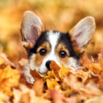 Welsh,Corgi,Puppy,In,Autumn,Leaves