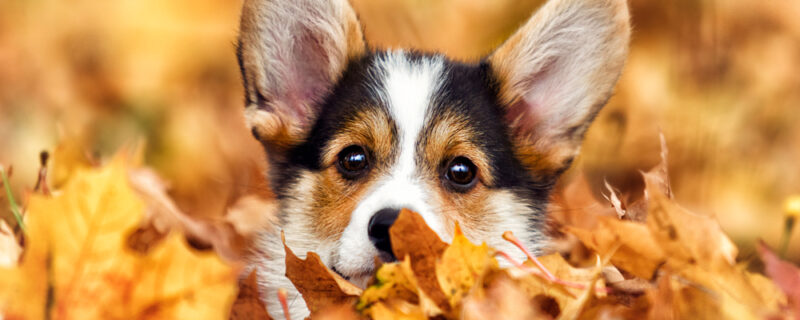 Welsh,Corgi,Puppy,In,Autumn,Leaves