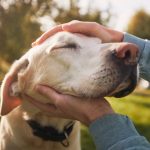 Man,Stroking,His,Old,Dog.,Loyal,Labrador,Retriever,Enjoying,Autumn