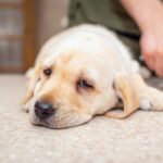A,Cute,Dog,Puppy,Labrador,Lying,On,The,Table,At