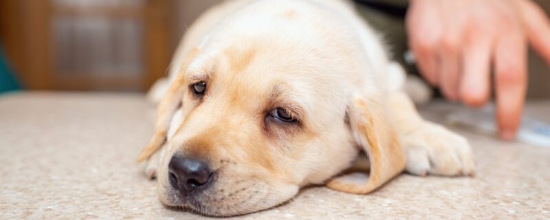 A,Cute,Dog,Puppy,Labrador,Lying,On,The,Table,At