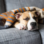Bulldog,Mix,Puppy,Sleeping,On,Gray,Sofa,At,Home
